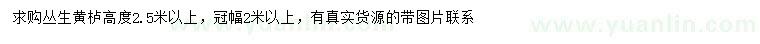 求購高2.5米以上叢生黃櫨