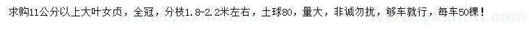 求購11公分以上大葉女貞