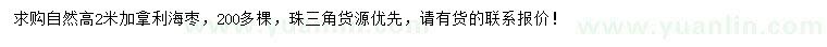 求購自然高2米加拿利海棗