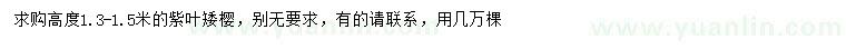 求購高1.3-1.5米紫葉矮櫻