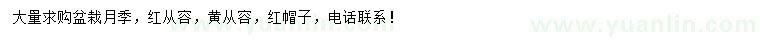 求購月季
