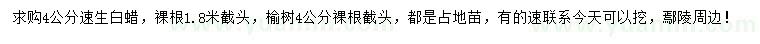 求購4公分速生白蠟、榆樹
