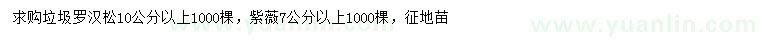 求購10公分以上垃圾羅漢松