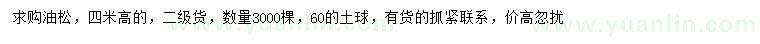 求購高4米油松