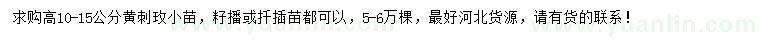 求購(gòu)高10-15公分黃刺玫