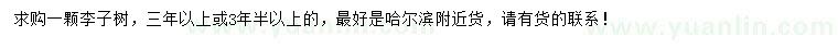 求購李子樹