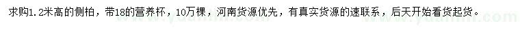 求購高1.2米側(cè)柏