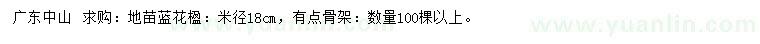 求購米徑18公分藍花楹