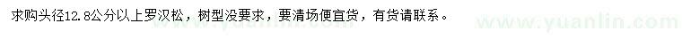 求購(gòu)頭徑12.8公分以上羅漢松