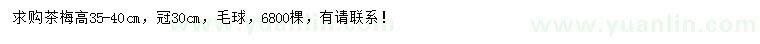 求購高35-40公分茶梅毛球