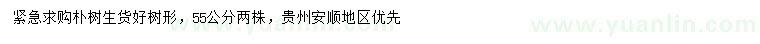 求購55公分樸樹