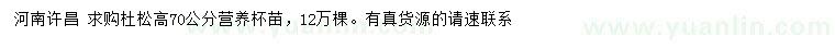 求購高70公分杜松
