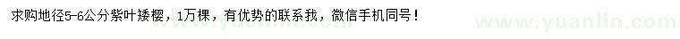 求購地徑5-6公分紫葉矮櫻