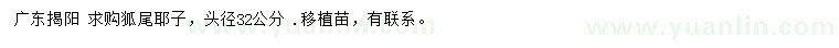 求購(gòu)頭徑32公分狐尾耶子