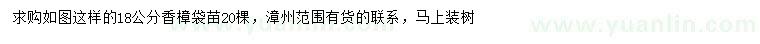 求購18公分香樟