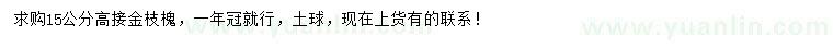 求購高15公分接金枝槐