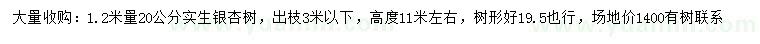 求購1.2米量20公分銀杏