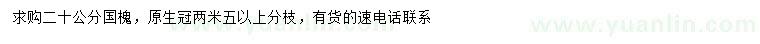 求購20公分國槐