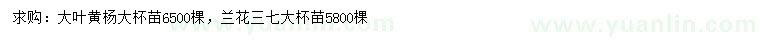 求購大葉黃楊大杯苗、蘭花三七大杯苗