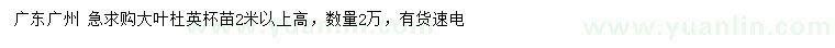 求購高2米以上大葉杜英
