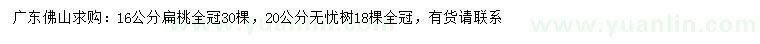 求購16公分扁桃、20公分無憂樹