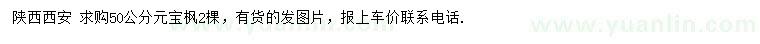 求購50公分元寶楓
