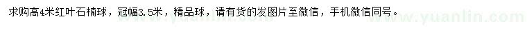 求購高4米紅葉石楠球