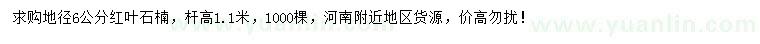 求購地徑6公分紅葉石楠