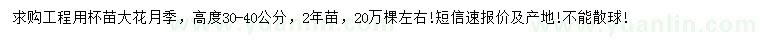 求購高度30-40公分大花月季