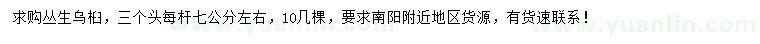 求購叢生烏桕
