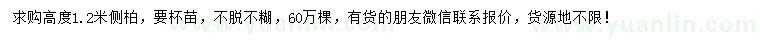 求購(gòu)高1.2米側(cè)柏