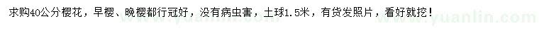 求購(gòu)40公分櫻花