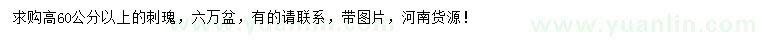 求購高60公分以上刺瑰