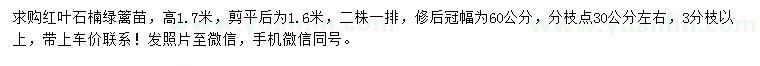 求購高1.7米紅葉石楠綠籬