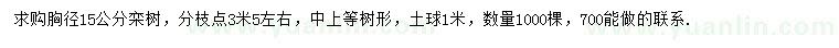 求購15公分欒樹