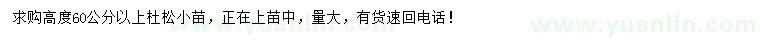 求購(gòu)高60公分以上杜松