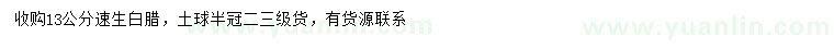 求購(gòu)13公分速生白蠟