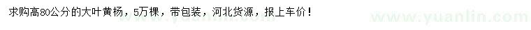 求購高80公分大葉黃楊