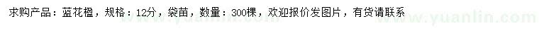 求購12公分藍(lán)花楹