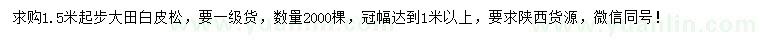 求購1.5米起步大田白皮松