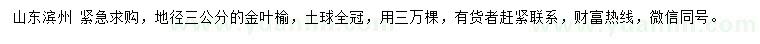 求購地徑3公分金葉榆