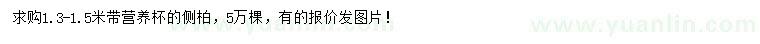 求購1.3-1.5米側(cè)柏
