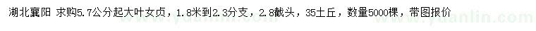 求購(gòu)5.7公分起大葉女貞