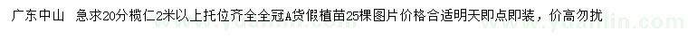 求購(gòu)20公分欖仁