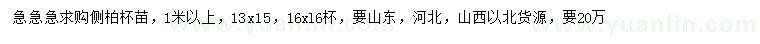 求購1米以上側柏