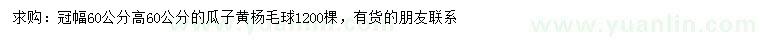求購冠幅60公分瓜子黃楊毛球