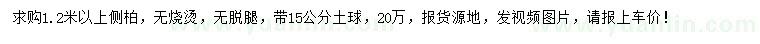 求購1.2米以上側(cè)柏