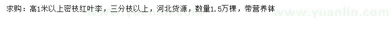 求購(gòu)高1米以上密枝紅葉李