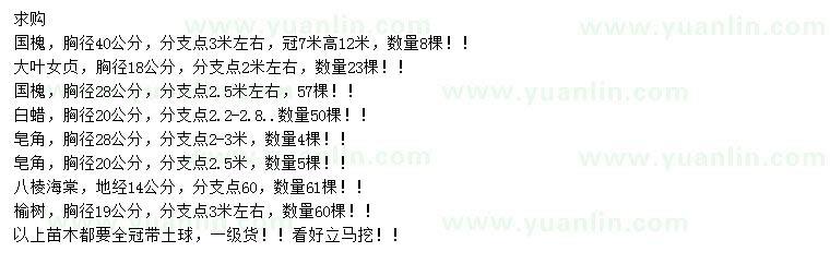 求購國槐、大葉女貞、白蠟等