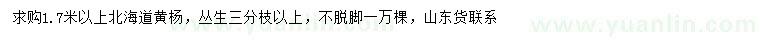 求購(gòu)1.7米以上北海道黃楊